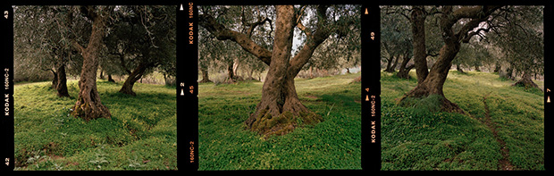 Grove: Photographs by Jane Burton-Taylor